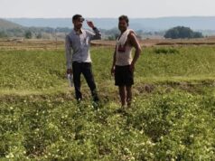 राष्ट्रीय बागवानी मिशन से किसानों को संबल : उन्नत तकनीक से टमाटर खेती में बढ़ा उत्पादन और मुनाफा