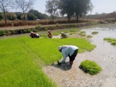 धान के साथ वैकल्पिक फसलों की ओर बढ़ते धमतरी के किसान, रागी की खेती में बढ़ी भागीदारी