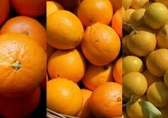 संतरा और कीनू में क्या है अंतर? कौन है सेहत के लिए सबसे ज्यादा फायदेमंद…