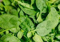 किन लोगों को नहीं खाना चाहिए पालक? जान लें कारण, वरना सेहत पर पड़ेगा भारी…