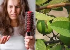 झड़ते और रूखे बालों से हैं परेशान? तो लगाएं अमरूद के पत्तों का पेस्ट; जानें लगाने का सही तरीका