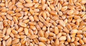 किसानों को सरकार ने दी बड़ी राहत, गेहूं और चीनी का कर सकेंगे एक्सपोर्ट…