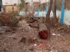 पीएम श्री भरत देवांगन हाई स्कूल में पेड़ो की कटाई के मामले ने पकड़ा तूल,शाला समिति पे कार्यवाही की माँग