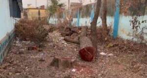 पीएम श्री भरत देवांगन हाई स्कूल में पेड़ो की कटाई के मामले ने पकड़ा तूल,शाला समिति पे कार्यवाही की माँग