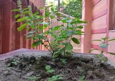 तुलसी के पास दीपक रोजाना इस विधि से जलाएं, घर में आएगी सुख समृद्धि!