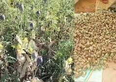 बलरामपुर में 2 एकड़ से अधिक भूमि में अफीम की अवैध खेती पर प्रशासन-पुलिस की संयुक्त कार्रवाई