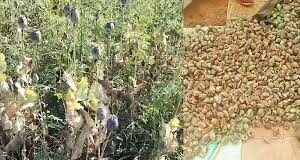 बलरामपुर में 2 एकड़ से अधिक भूमि में अफीम की अवैध खेती पर प्रशासन-पुलिस की संयुक्त कार्रवाई