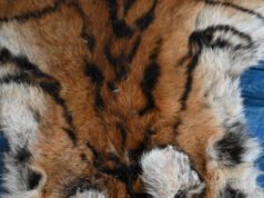 वन विभाग की बड़ी कार्रवाई : बाघ और तेंदुए के शिकार में शामिल डिप्टी रेंजर सहित 9 आरोपी गिरफ्तार