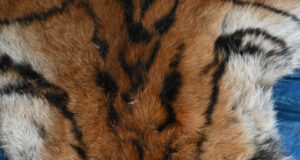 वन विभाग की बड़ी कार्रवाई : बाघ और तेंदुए के शिकार में शामिल डिप्टी रेंजर सहित 9 आरोपी गिरफ्तार