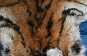 वन विभाग की बड़ी कार्रवाई : बाघ और तेंदुए के शिकार में शामिल डिप्टी रेंजर सहित 9 आरोपी गिरफ्तार