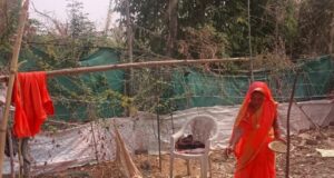 बिहान योजना से बदली कुमुद बाई की जिंदगी, मुर्गीपालन और गौपालन से बनी आत्मनिर्भर