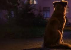 क्यों रात के सन्नाटे में रोते हैं कुत्ते और बिल्लियां? शकुन शास्त्र का सच यहां जानें