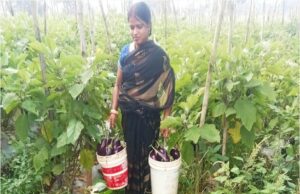 बिहान से बदली ममता की जिंदगी:सब्जी की खेती से ममता बनी आत्मनिर्भर