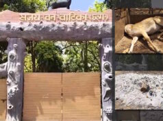 संजय वन वाटिका में कुत्तों के काटने से 15 हिरणों की मौत, प्रबंधन ने चुपचाप जलाए शव, घटना की होगी जांच…