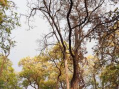 तेज आंधी-तूफान से साप्ताहिक बाजार में अफरा-तफरी, सूखी डालियां गिरने से बाल-बाल बचे लोग