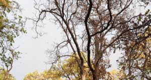 तेज आंधी-तूफान से साप्ताहिक बाजार में अफरा-तफरी, सूखी डालियां गिरने से बाल-बाल बचे लोग