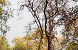 तेज आंधी-तूफान से साप्ताहिक बाजार में अफरा-तफरी, सूखी डालियां गिरने से बाल-बाल बचे लोग