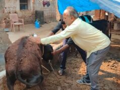 जिले में खुरहा-चपका से बचाव हेतु सघन टीकाकरण अभियान शुरू