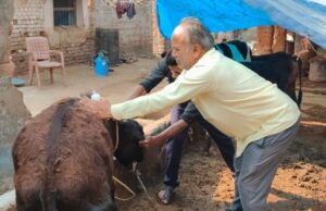 जिले में खुरहा-चपका से बचाव हेतु सघन टीकाकरण अभियान शुरू