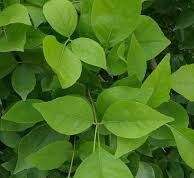 बेलपत्र के पत्ते खाने से कौन सी बीमारी ठीक होती है? जानें कब और कैसे खाएं….