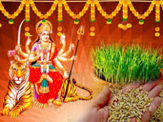बिना जौ के अधूरी है नवरात्र पूजा, जानें ब्रह्म देव ने क्यों दिया इसे पहली फसल का दर्जा?