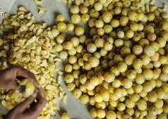 आंवले के बीज से करोड़ों का कारोबार! पतंजलि की रिसर्च ने किसानों की बदल दी किस्मत…