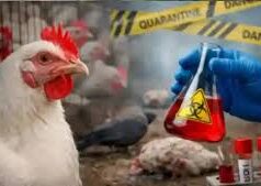 बर्ड फ्लू को लेकर सूरजपुर अलर्ट – जिले में कोई मामला नहीं, पर निगरानी तंत्र पूरी तरह सक्रिय