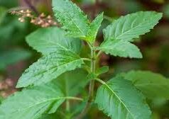 क्यों मानी जाती है अक्षय तृतीया पर तुलसी की पूजा फलदायी? जानें सही विधि…