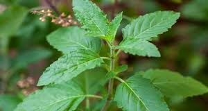 क्यों मानी जाती है अक्षय तृतीया पर तुलसी की पूजा फलदायी? जानें सही विधि…