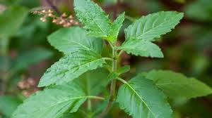 क्यों मानी जाती है अक्षय तृतीया पर तुलसी की पूजा फलदायी? जानें सही विधि…