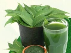 फायदेमंद है ये कड़वाहट, बीमारियों का काल तो लिवर के लिए ‘सुरक्षा कवच’ की तरह काम करता है नीम