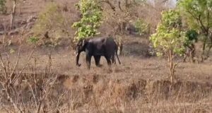 महुआ बिनने जंगल गया था ग्रामीण, हाथी ने ली जान