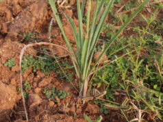 लेमनग्रास -किसानों के लिए कम पानी में ज्यादा कमाई का साधन