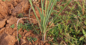 लेमनग्रास -किसानों के लिए कम पानी में ज्यादा कमाई का साधन