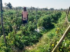 राष्ट्रीय कृषि विकास योजना से फायदा : ग्राफ्टेड टमाटर की खेती से दुबेलाल का बढ़ा मुनाफा