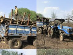 शासकीय भूमि पर पेड़ों की अंधाधुंध कटाई, सरपंच–उपसरपंच पर मिलीभगत के गंभीर आरोप