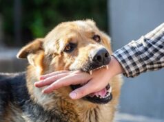 खौफनाक घटना: पागल कुत्ते ने मवेशियों और राहगीरों को काटा, ग्रामीणों में आक्रोश