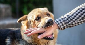 खौफनाक घटना: पागल कुत्ते ने मवेशियों और राहगीरों को काटा, ग्रामीणों में आक्रोश