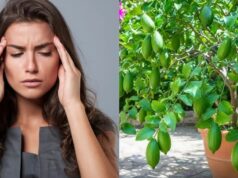 माइग्रेन के दर्द से फटा जा रहा है सिर, फायदेमंद साबित हो सकती हैं ये पत्तियां, जानिए इस्तेमाल करने का तरीका