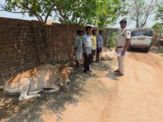 “ऑपरेशन शंखनाद” में भूपदेवपुर पुलिस की बड़ी सफलता — गौवंश तस्करी की कोशिश नाकाम, तस्कर स्कार्पियो वाहन छोड़ फरार