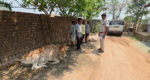 “ऑपरेशन शंखनाद” में भूपदेवपुर पुलिस की बड़ी सफलता — गौवंश तस्करी की कोशिश नाकाम, तस्कर स्कार्पियो वाहन छोड़ फरार