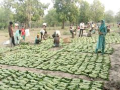 तेंदूपत्ता सीजन-2026 : हड़ताल की आशंका के बीच शासन का बड़ा निर्णय, अत्यावश्यक सेवाएं हुईं घोषित