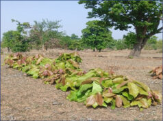 हरा सोना संग्राहकों की आय बढ़ाने की दिशा में बड़ा कदम