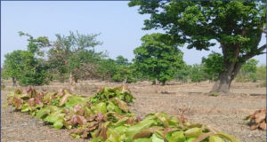 हरा सोना संग्राहकों की आय बढ़ाने की दिशा में बड़ा कदम