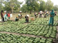 सुकमा में तेंदूपत्ता संग्रहण तेज़ी से जारी, 35 हजार से अधिक बोरे का हुआ संग्रहण