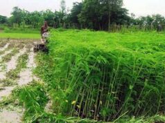 हरी खाद- खेती में बढ़ेगा उत्पादन, मिट्टी की सेहत होगी बेहतर