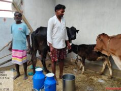 मनरेगा की मदद से बदली किसान मंगलसाय की तकदीर, डेयरी व्यवसाय से बढ़ी आमदनी
