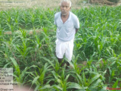 ग्रीष्मकालीन धान के बदले दलहन और मक्का उत्पादन को अपना रहे किसान