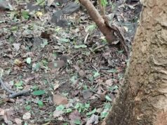 सुरक्षा बलों की सतर्कता से टली बड़ी तबाही, दंतेवाड़ा में 5 किलो प्रेशर कुकर आईईडी निष्क्रिय
