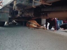 शराब से भरे तेज रफ्तार ट्रक ने गाय को रौंदा, नशे में धुत चालक पर फूटा लोगों का गुस्सा